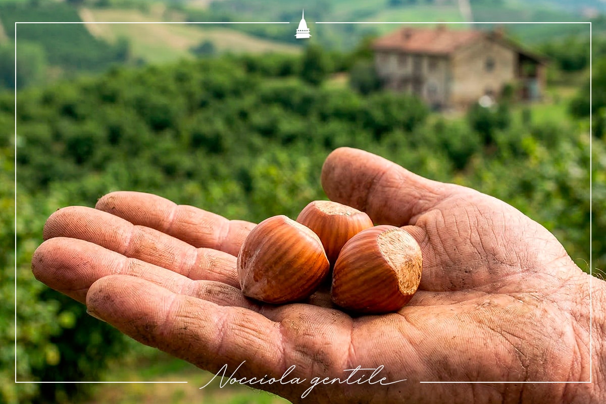Piemonturismo nocciola tonda gentile piemonte